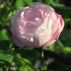 Rosa 'Mme Pierre Oger' -- Bourbon Rose 'Madame Pierre Oger'